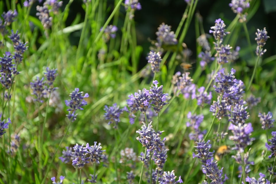 Lavandula angustifolia (English Lavender) - World of Flowering Plants Lavender p
