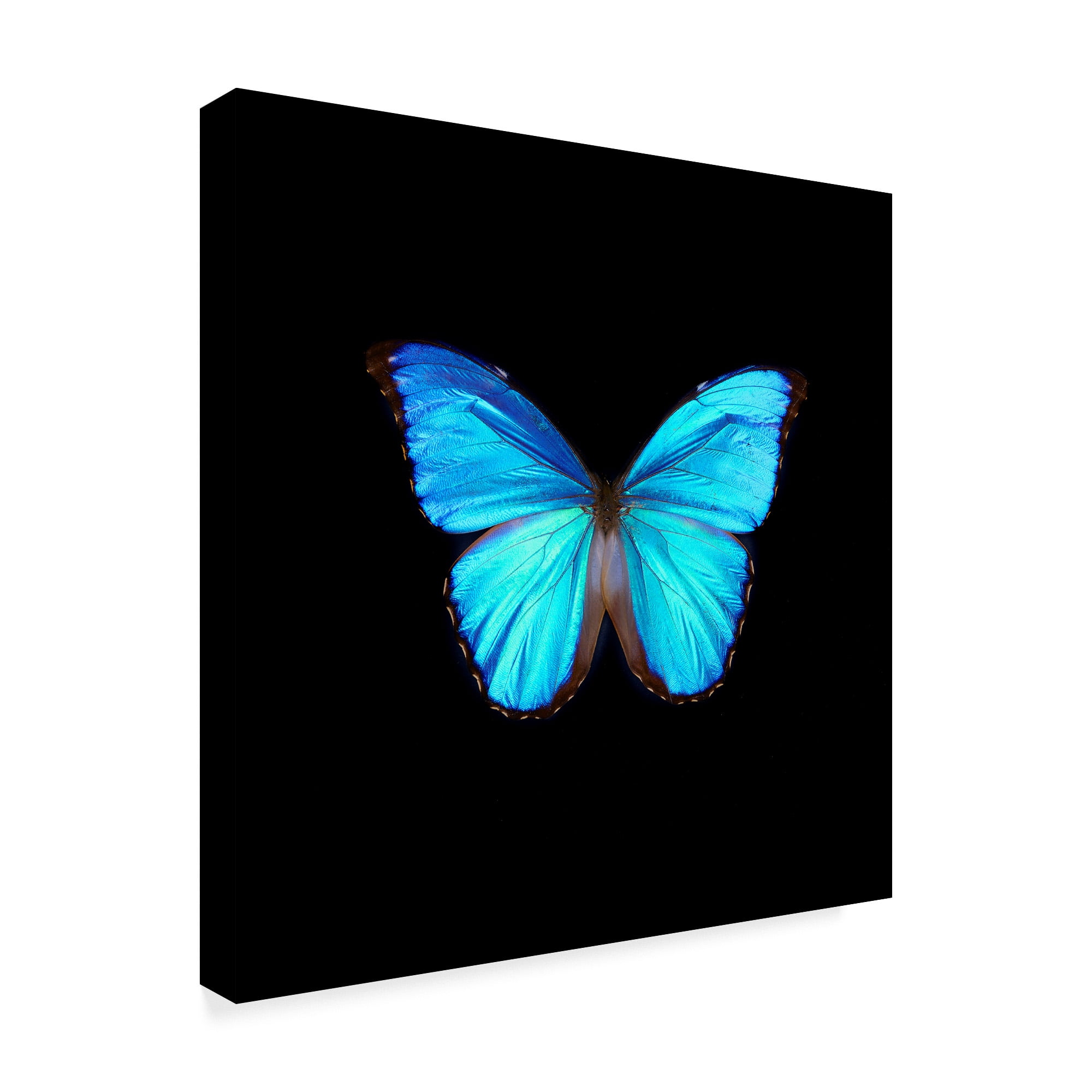 Trademark Fine Art 'Blue Butterfly On Black' Canvas Art by Tom Quartermaine