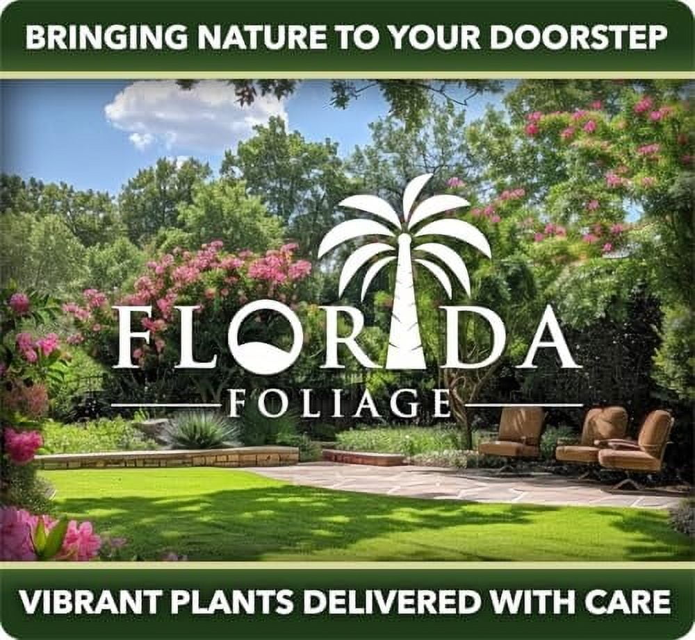 Fern Sprengeri  30 Live Plants  Asparagus Densiflorus  Evergreen Ornamental Fern  Lush Green Foliage for Hanging Baskets & Borders