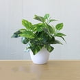 thumbnail image 4 of Artificial Potted Plant Leaf Simulation Leaves Home Office Desktop Greenery Decoration, 4 of 4