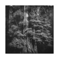 thumbnail image 1 of Redwood Glory Unseen - Canvas, 1 of 10