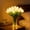 White, variant on 15 Pcs Radiant Romantic Tulip Light – Twinkling Tree Tulips LED Night Light, Flower Shaped Ambient Lamp for Bedroom, Home Decor & Gift