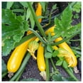 thumbnail image 2 of Everwilde Farms - 1/4 lb Prolific Straightneck Summer Squash Seeds - Gold Vault Bulk Seed Packet, 2 of 3