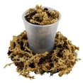 thumbnail image 4 of ⭐ Premium Orchid Mix by Gardenera | Fern + New Zealand Pine Bark + Sphagnum Moss + Perlite | Best for Growing and Repotting Orchids - 20 Quart Bag, 4 of 6