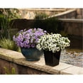 thumbnail image 4 of Expert Gardener 1.5G Scaevola Assorted Colors Live Plant Hanging Basket Full Sun, 4 of 7