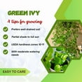 thumbnail image 4 of 2 Pcs Green Swedish Ivy Full Rooted Live Plant in Pot, Trailing Swedish Ivy for Gardening, 4 of 5