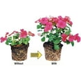 thumbnail image 5 of Rootblast Fertilizer, 12 oz, Natural Formula Helps Plants Grow Bigger, Faster, and Stronger, 5 of 8