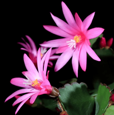 Pink Easter Cactus Plant Live for Planting, Easter Cactus Flower Plant for Indoor Outdoor 4 to 6 Inch Tall