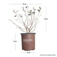 thumbnail image 3 of Southern Living Bless Your Heart Blueberry Bush Live Shrub in 2-Gallon Grower Pot, 3 of 10