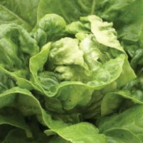 Little Gem Lettuce Seeds - 500 mg ~300 Seeds - Heirloom, Open Pollinated, Non-GMO, Farm & Vegetable Gardening Seeds