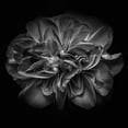 thumbnail image 2 of Carson, Brian 26x26 White Modern Wood Framed Museum Art Print Titled - Black and White Petals II, 2 of 4