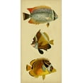 thumbnail image 2 of Vision Studio 9x14 White Modern Wood Framed Museum Art Print Titled - Trio of Tropical Fish II, 2 of 4