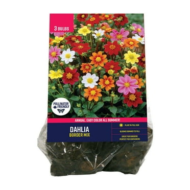 Van Zyverden Dahlia Border Mix (Set of 3 Dormant Bulbs) Full Sun, Multi-Color, Annual