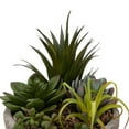 thumbnail image 3 of Anko Succulent Plant in Pot, 3 of 6