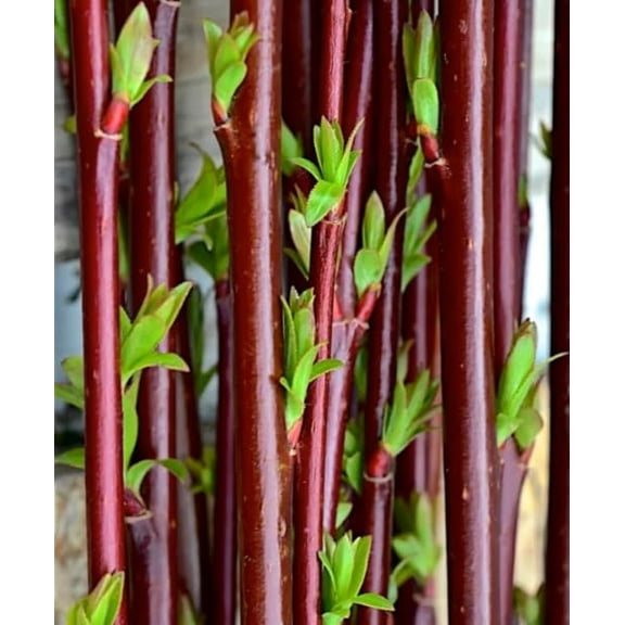 Continental Purple Willow Bush Cutting to Grow -Vibrant Purple Bark