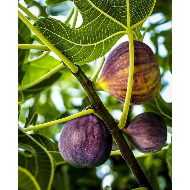Black Mission Tree - 3 Live Plants - Ficus Carica - Edible Fruit Tree for The Patio and Garden - Walmart.com