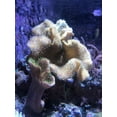 thumbnail image 5 of Fitoplancton Seachem Reef 250 mL, 5 of 5
