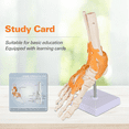 thumbnail image 5 of Vibeat Human Foot Joint Model with Ligaments, Human Anatomy Model, Foot Skeleton Model, 5 of 7