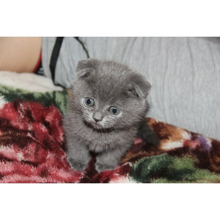 Peel N Stick Poster Of Persian Cat Kitten Grey Cat Poster 24x16