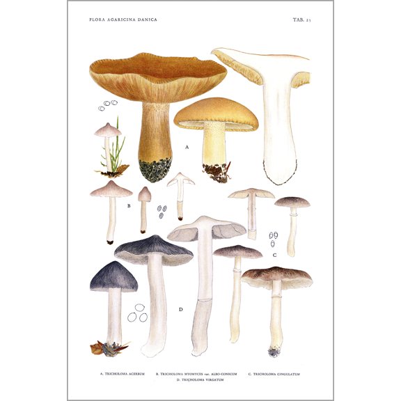 24"x36" Gallery Poster, Jakob E. Lange- Flora agaricina Danica. Vol. 1- TAB. 23