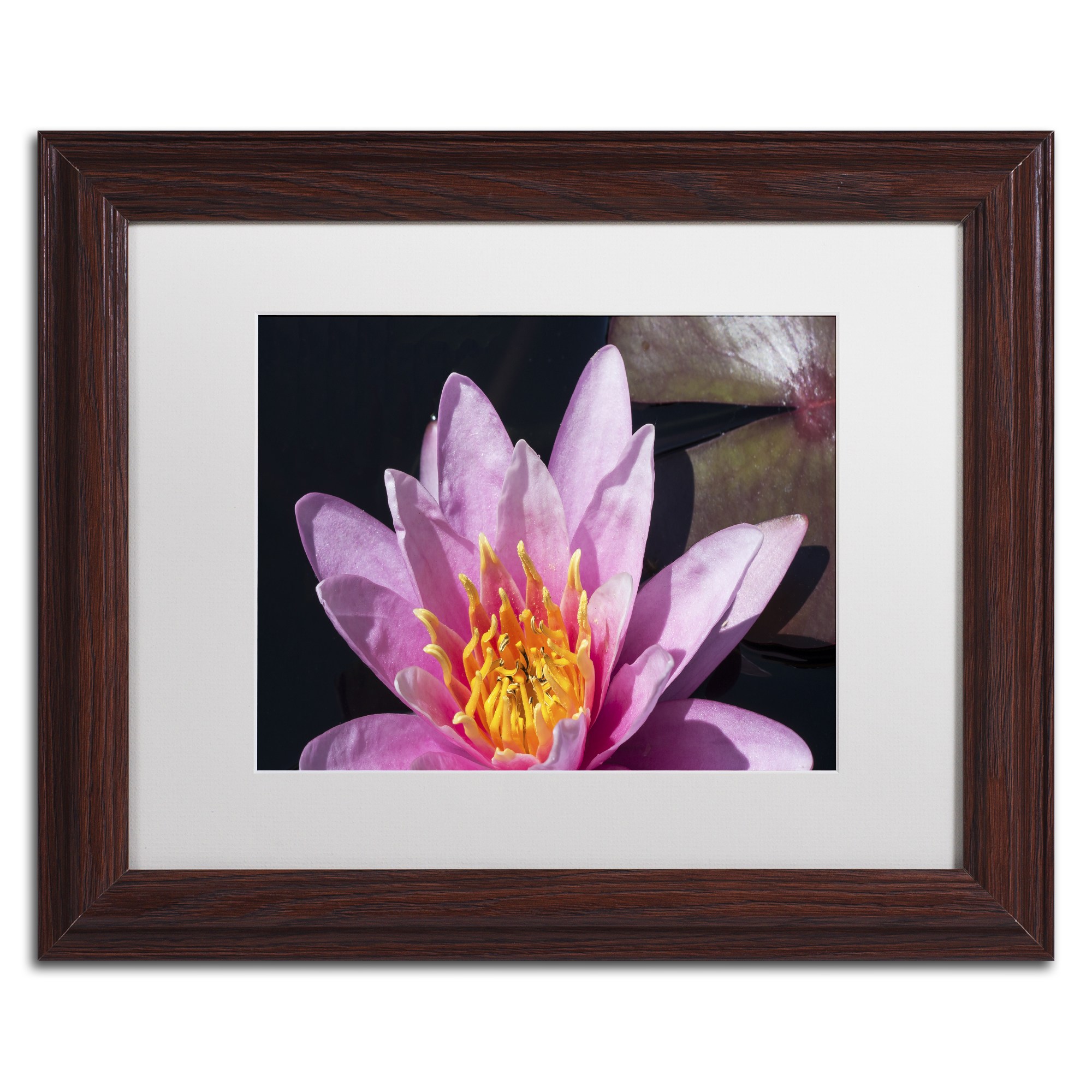 Trademark Fine Art "Pink Lotus" Canvas Art by Kurt Shaffer White Matte, Wood Frame