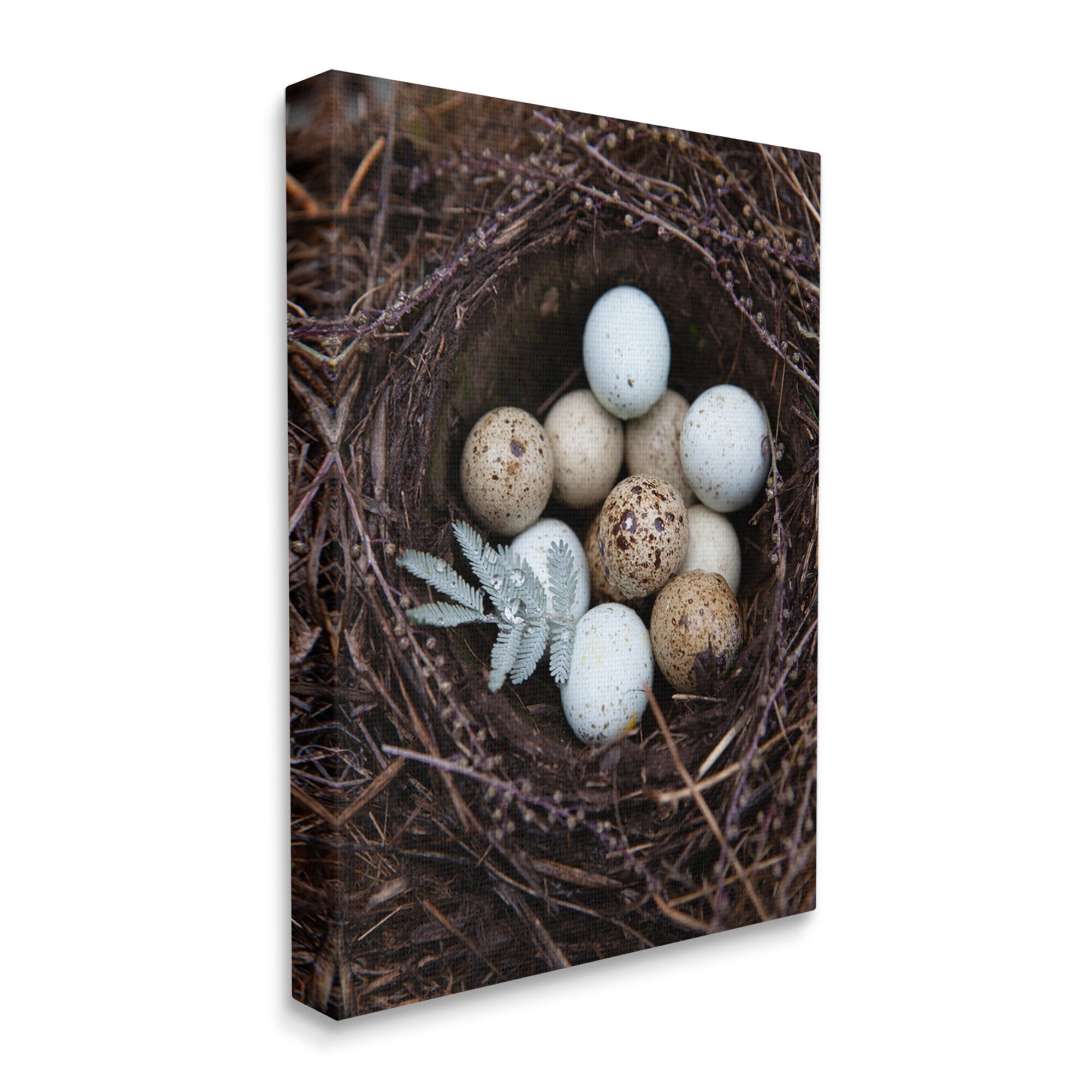 Stupell Industries Close Up Bird Eggs Nest Wildlife Nature Photography Photograph Gallery Wrapped Canvas Print Wall Art, Design by Tania Soderman