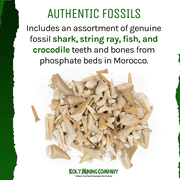 Kolt Mining Fossilized Shark Teeth Excavate and Examine Real Teeth and Bones 1 lb.