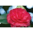 thumbnail image 2 of Erin Berzel 4x24 White Modern Wood Framed Wall Art Titled - Camellia Flower II, 2 of 5