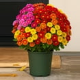 thumbnail image 4 of CLIQKWEN Artificial Fall Mums & Eucalyptus Bouquet - UV Resistant Outdoor Flowers, Fade-Resistant & Weatherproof for Porch/Patio, Rich Sunset Colors, 4 of 7