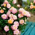 thumbnail image 5 of 3 gal Live Shrub Drift Rose Peach Condition with Full Sunlight, 5 of 7