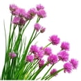 thumbnail image 3 of Proven Winners 4" Medium Chives Chives Live Herb Plant in 4.25" Pot (4 Count), 3 of 7