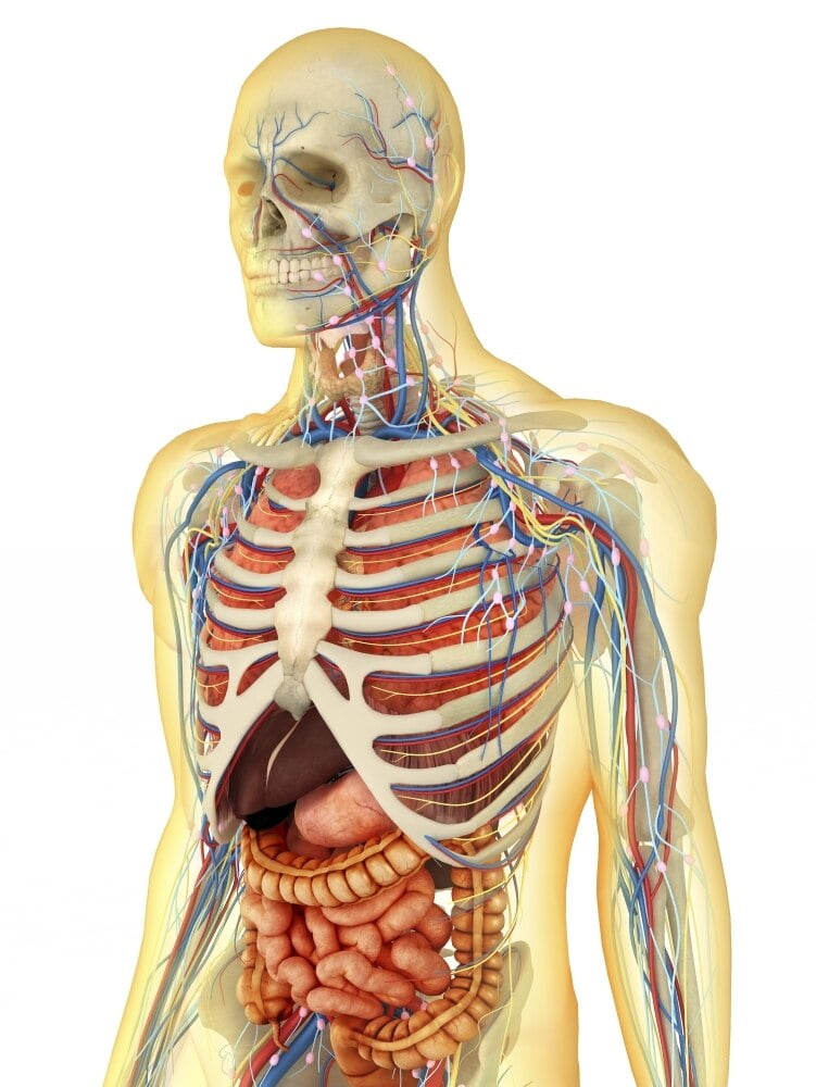 Transparent human body with internal organs, nervous system, lymphatic