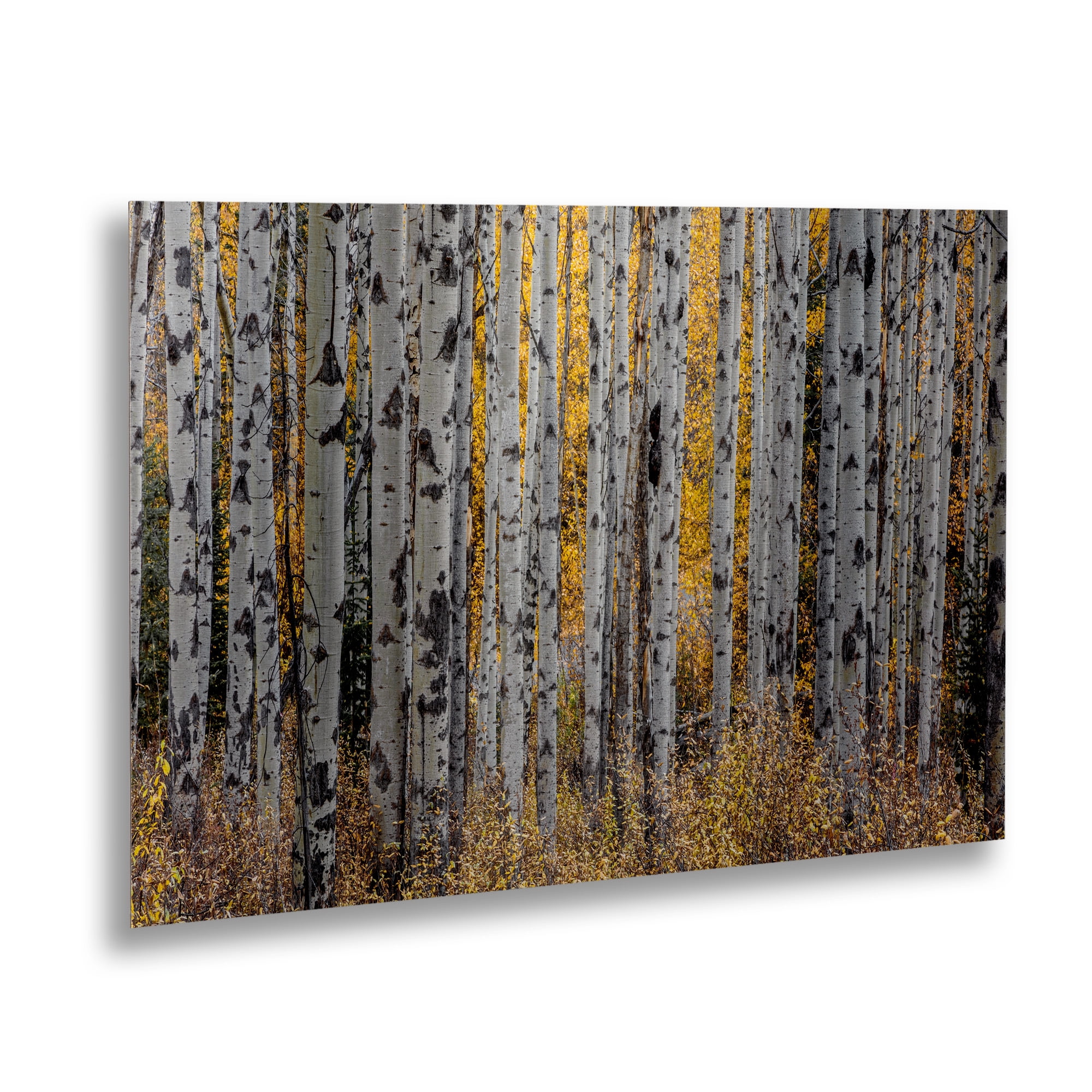 Trademark Fine Art 'Aspen Trees' Floating Brushed Aluminum Art by Pierre Leclerc