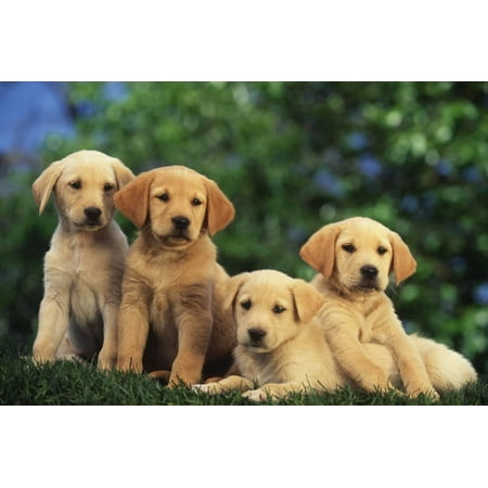 yellow lab puppies print