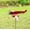 Red, variant on Dadiaei Airplane Weathervane,3D Unique and Magical Metal Windmill Outdoor Wind Sculpture Kinetic Sculpture for Yard/Garden/Decor Decoration,Gifts for Flight Lovers