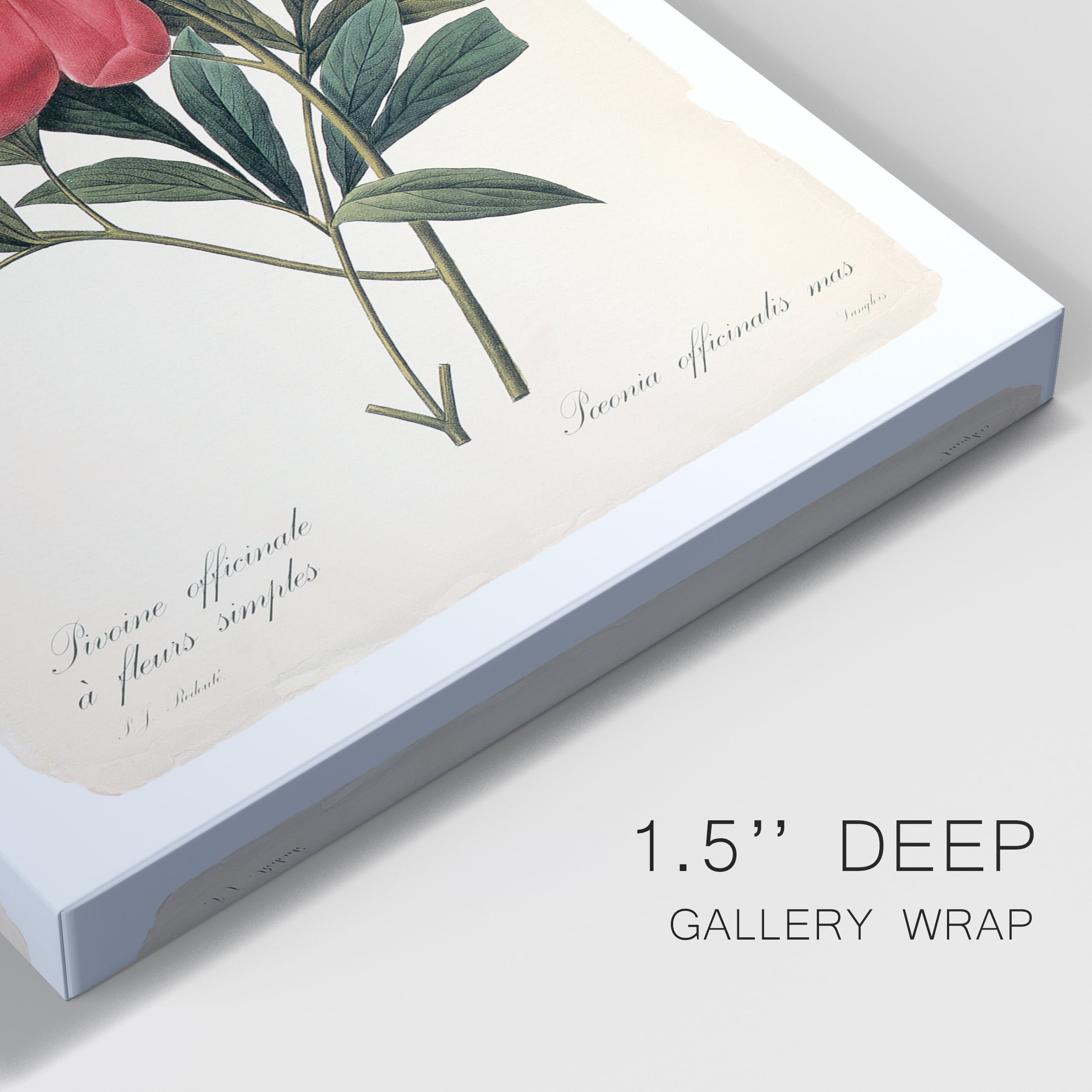Red Botanical IV Premium Gallery Wrapped Canvas - Ready to Hang - 12 x 18