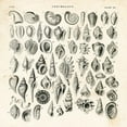 thumbnail image 3 of Babbitt, Gwendolyn 20x20 Black Modern Framed Museum Art Print Titled - Shell Chart I, 3 of 5