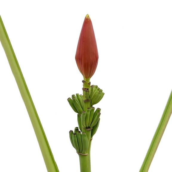 Orange Musa - Farm Direct Fresh Cut Flowers - 4 Stems