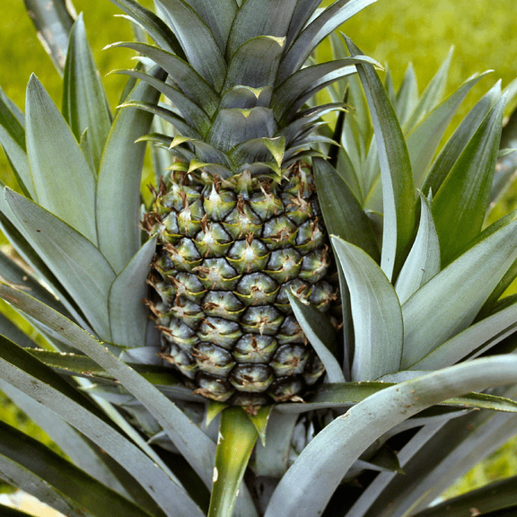 2 White Jade Pineapple Plants Live, 4-8 Inc Tall, Pineapple Fruit Trees Live Plants, Pineapple Seedlings