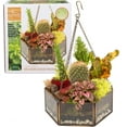 thumbnail image 2 of D'Eco Glass Geometric DIY Terrarium, Succulent & Air Plant- Hanging Mini Hexagon Shaped for Indoor Gardening Decor- Create Your own Flower, Fern, Moss Centerpiece, 2 of 6