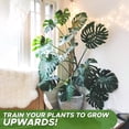 thumbnail image 2 of Poste de musgo flexible para plantas – 28 pulgadas (paquete de 2) – Soporte para escalada y crecimiento de plantas – Eleva tu jardín interior, 2 of 5