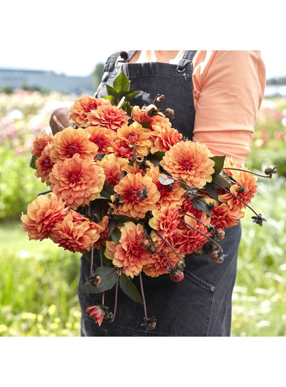 Dahlia Bulbs in Plant Bulbs