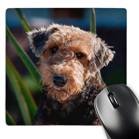 3dRose  Airedale Terrier  MousePad price history on PriceWatchPro