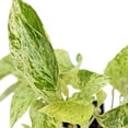 thumbnail image 3 of 12 Pack Live Marble Queen Pothos, Indoor Potted Houseplant, Housewarming Gift for The First Home, Variegated Plant, Plant Mom Dad Gift, Sympathy Gift, Thank You Gift in 3" Pot, 3 of 5