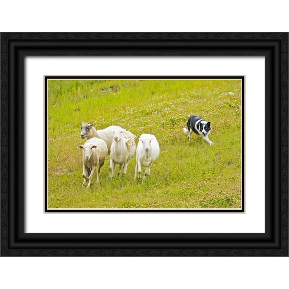 Lord, Fred 32x23 Black Ornate Wood Framed with Double Matting Museum Art Print Titled - Colorado, Summit Co Border collie herding sheep