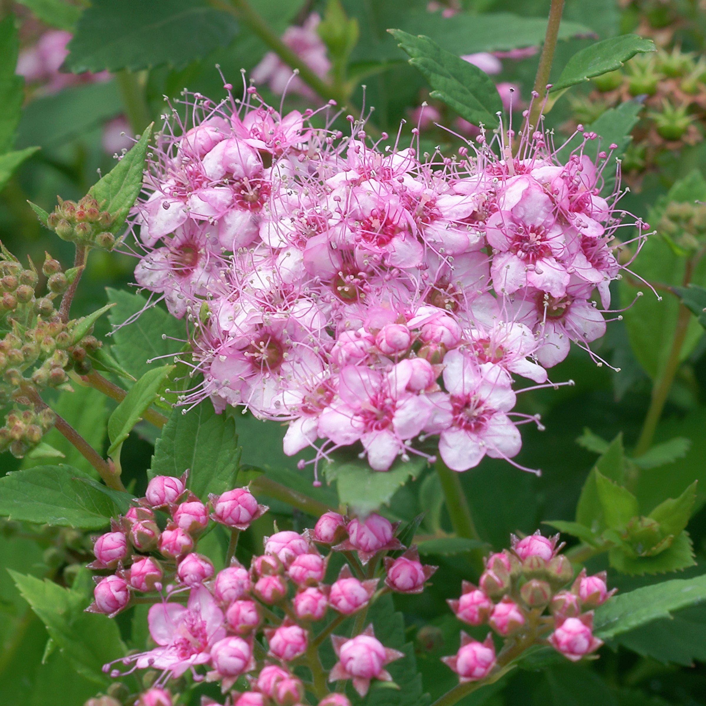 National Plant Network 3 gal. Spirea Little Princess Shrub