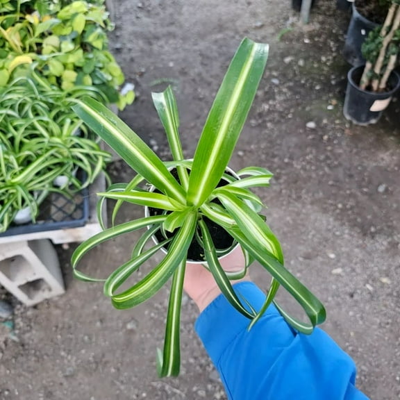 Bonnie Curly Spider Plant Live Plant, 4 inch Pot