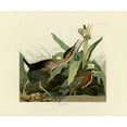 thumbnail image 2 of Audubon, John James 14x12 Gold Ornate Wood Framed with Double Matting Museum Art Print Titled - Green Heron, 2 of 4