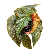 Harmony's Rain Dance Angel Wing Cane Begonia, 6 inch, Raindance
