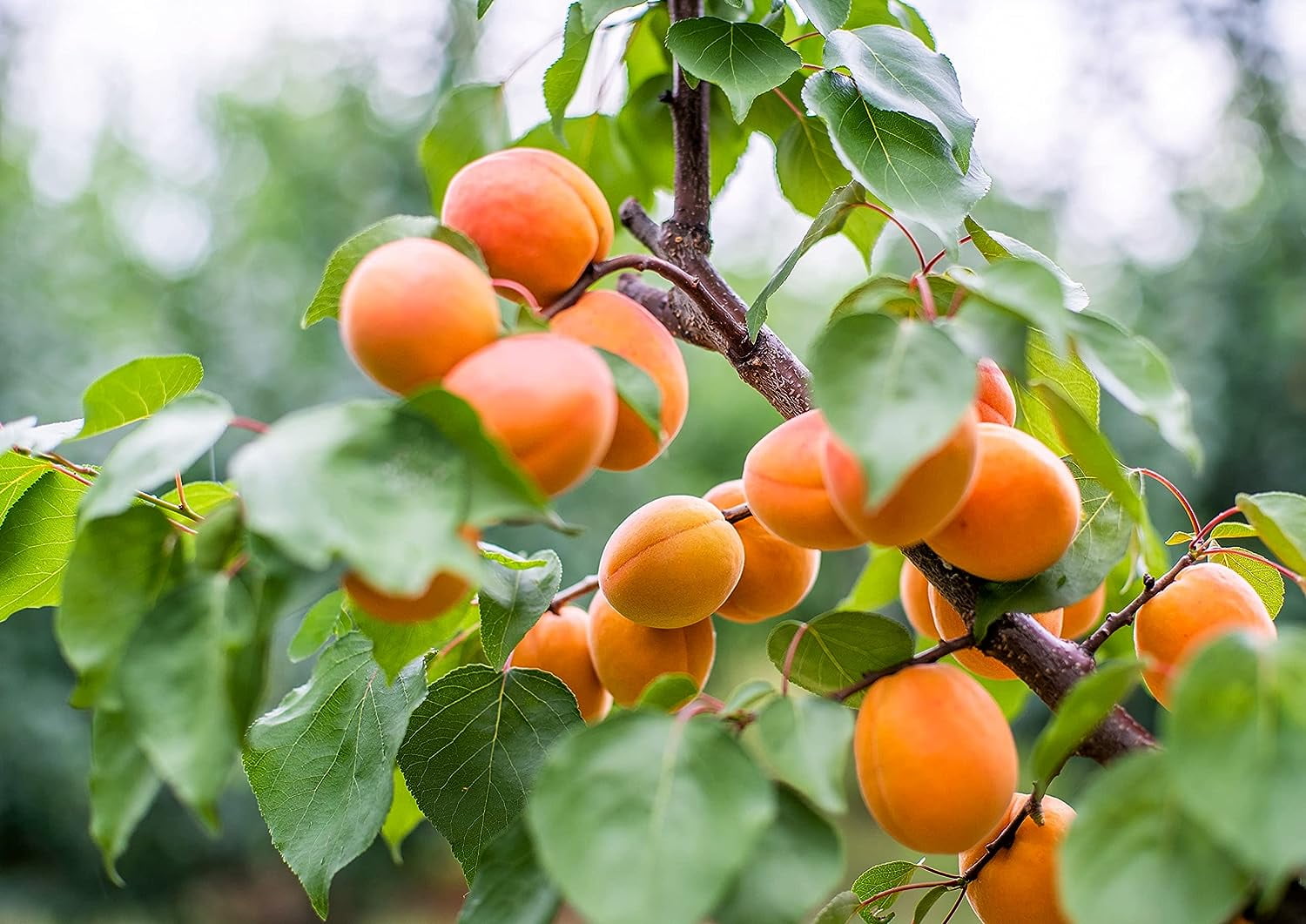 Dried Apricots, 5 Pounds — Kosher, Raw, Vegan — by Food to Live